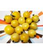 Tomato 'Dr. Carolyn' Seeds (Certified Organic)