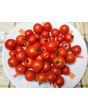 Tomato 'Tumbling Tom Red F2'