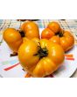 Tomato 'Yellow Brandywine'