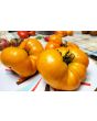 Tomato 'Yellow Brandywine'