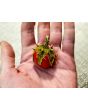 Litchi Tomato AKA Morelle de Balbis 