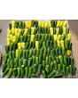 Hot Pepper 'Jaloro Golden Jalapeno'