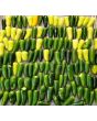 Hot Pepper 'Jaloro Golden Jalapeno'