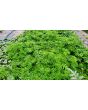 Tzimbalo Melon Pear Seeds (Certified Organic)