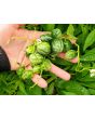 Tzimbalo Melon Pear Seeds (Certified Organic)