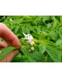 Tzimbalo Melon Pear Seeds (Certified Organic)