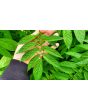 Tzimbalo Melon Pear Seeds (Certified Organic)