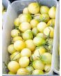 Tomato 'Old Ivory Egg'