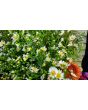 White Heath Aster AKA Wild Aster Seeds (Certified Organic)