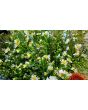 White Heath Aster AKA Wild Aster Seeds (Certified Organic)