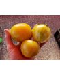 Tomato 'White Zebra' AKA 'Blonde Boar' Seeds (Certified Organic)