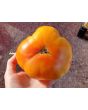 Tomato 'Northern Lights'