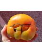 Tomato 'Northern Lights'