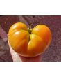 Tomato 'Northern Lights'