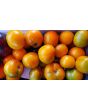 Tomato 'Czech's Excellent Yellow'