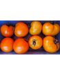 Tomato 'Moonglow' 