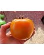 Tomato 'Moonglow' 