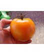 Tomato 'Moonglow' 