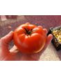 Tomato 'Trophy' Seeds (Certified Organic)
