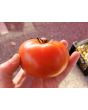 Tomato 'Trophy' Seeds (Certified Organic)