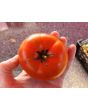 Tomato 'Trophy' Seeds (Certified Organic)