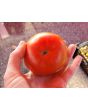 Tomato 'Trophy' Seeds (Certified Organic)