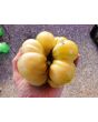 Tomato 'White Tomesol'