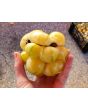 Tomato 'White Tomesol'