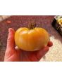 Tomato 'White Tomesol'