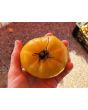 Tomato 'White Tomesol'