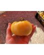 Tomato 'White Tomesol'