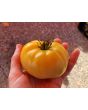 Tomato 'White Tomesol'