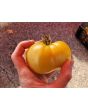 Tomato 'White Tomesol'