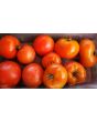 Tomato 'Wisconsin 55' Seeds (Certified Organic)