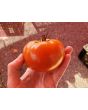 Tomato 'Wisconsin 55' Seeds (Certified Organic)