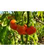 Cannibal's Tomato Seeds (Certified Organic) 