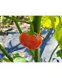 Cannibal's Tomato Seeds (Certified Organic) 