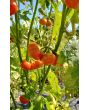 Cannibal's Tomato Seeds (Certified Organic) 