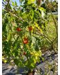 Cannibal's Tomato Seeds (Certified Organic) 