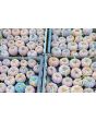 Pumpkin 'Black Futsu' Seeds (Certified Organic)