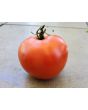 Tomato 'Ruth's Perfect'
