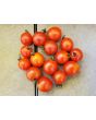 Tomato 'Koralik' 