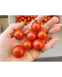 Tomato 'Koralik' 