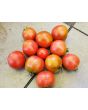 Tomato 'Glacier' Seeds (Certified Organic)