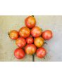 Tomato 'Glacier' Seeds (Certified Organic)