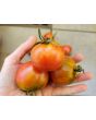 Tomato 'Glacier' Seeds (Certified Organic)
