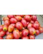 Tomato 'RB Pink Grape'