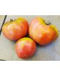 Tomato 'Anna Maria's Heart' 