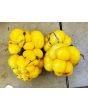 Tomato 'Yellow Reisetomate' 