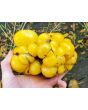Tomato 'Yellow Reisetomate' 